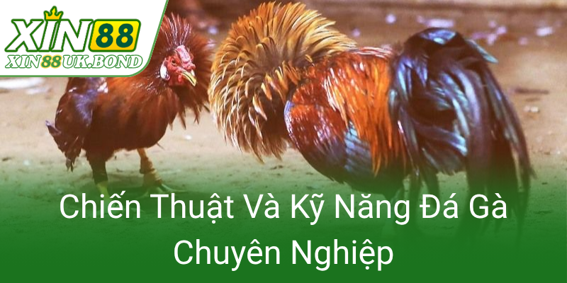 Chien Thuat Va Ky Nang Da Ga Chuyen Nghiep0 1