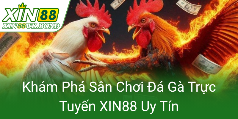 Kham Pha San Choi Da Ga Truc Tuyen Xin88 Uy Tin0